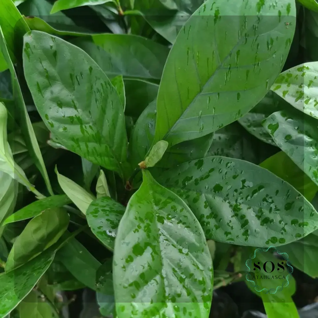 Chacrona — Psychotria viridis