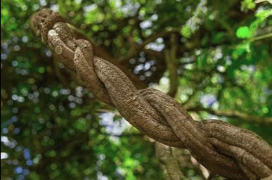 Quais os tipos de banisteriopsis spp existem e quais as diferenças e regioes encontradas ?